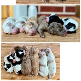 Goldendoodle and Poodle Puppies from SnickerDoodlePups