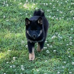 Midnight - Black and tan male Shiba Inu puppy in Clayton, Oklahoma from Kiamichi Shiba Inu