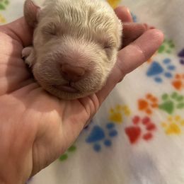 Goldendoodle Puppies from Cottage Companion Doodles