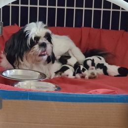 Shih Tzus from Heidi Benson