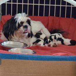 Shih Tzus from Heidi Benson