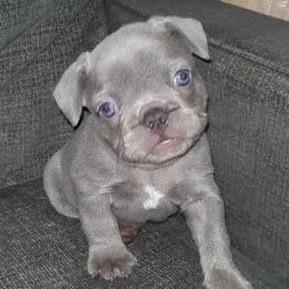 French Bulldog Puppies from Rock Island Frenchies of Texas