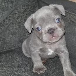 French Bulldog Puppies from Rock Island Frenchies of Texas