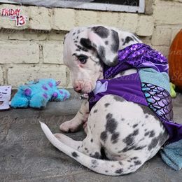 Abigail - Great Dane puppy from Stark Danes