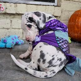 Abigail - Great Dane puppy from Stark Danes