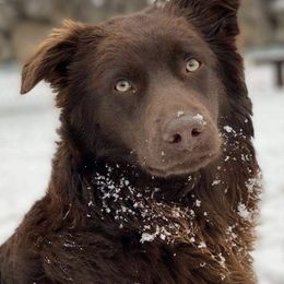 Miniature Australian Shepherds from Country Legends Aussies