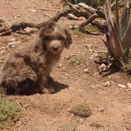 Aussiedoodle, Goldendoodle, and Labradoodle Puppies from Loving Doodle