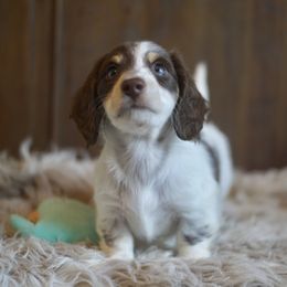 Dachshund Puppies from Dachshund Den