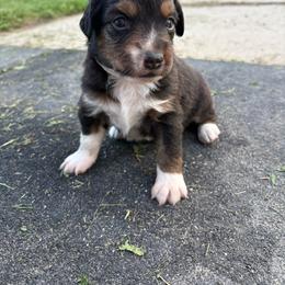 Lou - Black tri female Miniature Australian Shepherd puppy in Friend, Nebraska from Mid-Plains Mini Aussies