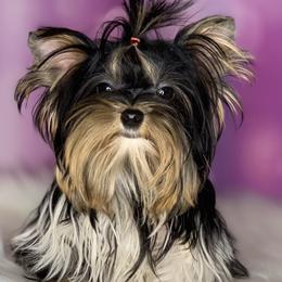 Yorkshire Terriers from NV My Little Yorkies