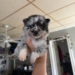 Left patch-storm - Merle male Pomsky puppy in Kingston, Michigan from Browns Pomskys