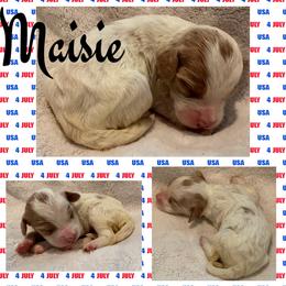 Maisie (Red4) - Parti female Goldendoodle puppy in Ankeny, Iowa from Iowadoodles2love