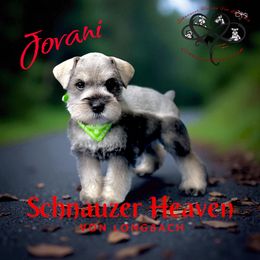 Jovani AKC - Salt and pepper male Miniature Schnauzer puppy in Pelzer, South Carolina from Schnauzer Heaven Von Longbach