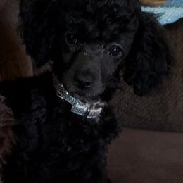 Poodle and Rottweiler Puppies from Pine Ridge Kennels