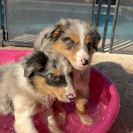 Australian Shepherd and Miniature Australian Shepherd Puppies from Wiggle Creek Aussies