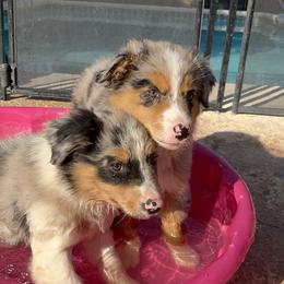 Australian Shepherd and Miniature Australian Shepherd Puppies from Wiggle Creek Aussies