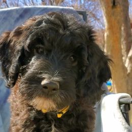 Aussiedoodle Puppies from Color Country Doodles