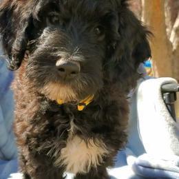Aussiedoodle Puppies from Color Country Doodles