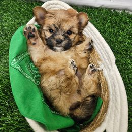 Winston - Gold male Morkie puppy in Monticello, Iowa from Ashley’s Puppies