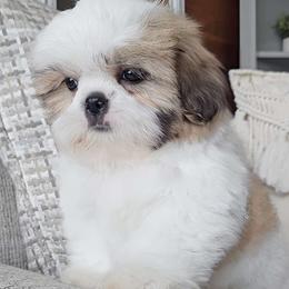 Brindle & White Parti Male - Brindle and white male Shih Tzu puppy in Middle Grove, New York from Beirin Breige Shih Tzus