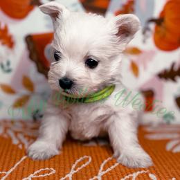 Green boy - White male West Highland White Terrier puppy in Cleveland Tx, Texas from Pixie Hollow Westies