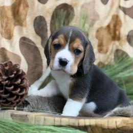 AKC Tigger - Black tan and white male Beagle puppy in Chillicothe, Missouri from Tymber Lake Beagles