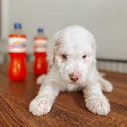 Goldendoodle Puppies from Glamorous Golden Doodles
