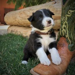 Border Collie Puppies from Team Reeves Ranch