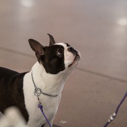Peter - Boston Terrier