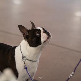 Peter - Boston Terrier