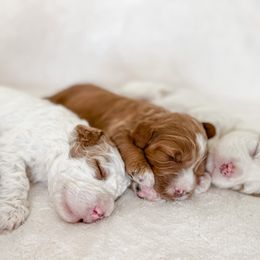 Australian Labradoodles, Goldendoodles, and Poodles from Aloha Doodles & Poodles