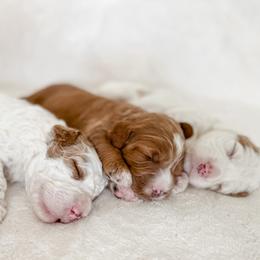 Australian Labradoodles, Goldendoodles, and Poodles from Aloha Doodles & Poodles