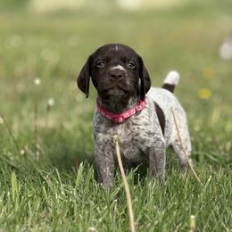 German Shorthaired Pointer Puppies from Upland Points Gun Dogs