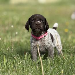 German Shorthaired Pointer Puppies from Upland Points Gun Dogs