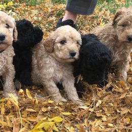Labradoodles from Famous Doodles