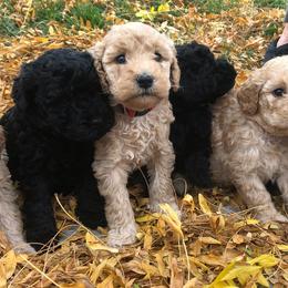 Labradoodles from Famous Doodles