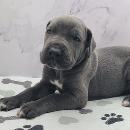 Koda - Blue male Great Dane puppy in Kannapolis, North Carolina from Carolina Great Danes & Toy Poodles
