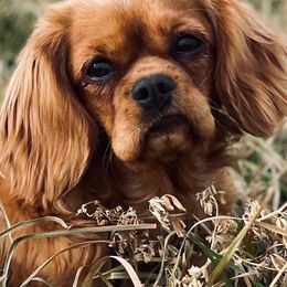 Cavalier King Charles Spaniels and Cavapoos from Adore Puppies