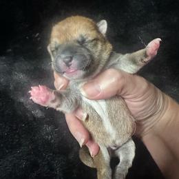 Cassius - red collar - Red male Shiba Inu puppy in Inverness, Florida from Shore Thing Shiba’s