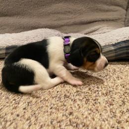 Girl 2 Purple - Black and white female Beagle puppy in Crestview, Florida from Alicia's Beagles