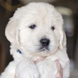 Golden Retriever puppies from Faded Ash Goldens