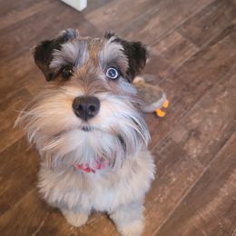 Luna - Miniature Schnauzer