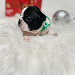 Boston Terrier Puppies from Castellanos Bostons