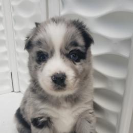 Pomeranian and Pomsky Puppies from Illinois Pomsky and Pomeranian