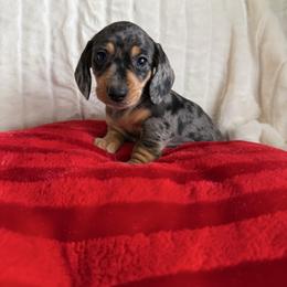 Poppy - Dapple female Dachshund puppy in Stilwell, Oklahoma from Dachshunds of Bunch
