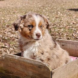 Boy 3 - Red merle male Miniature Australian Shepherd puppy in Fife Lake, Michigan from HaVen Homestead Miniature Australian Shepherds