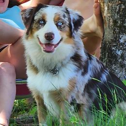 Tazmin - Australian Shepherd