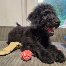 Billie Jean - Blue female Labradoodle puppy in Lansing, North Carolina from Murphy Manor Mountain Doodles