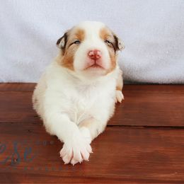 Australian Shepherd Puppies from Grand Ridge Australian Shepherds
