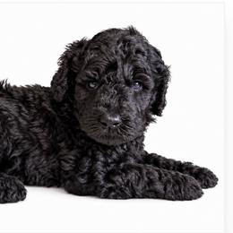 Sparrow - Black male Poodle puppy in Greenwich, New York from MizzElle’s Standard Poodles